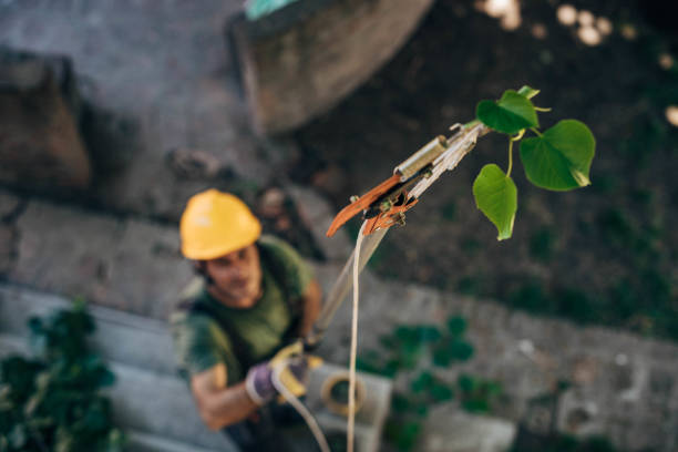 Best Tree Stump Removal  in Kingsville, TX